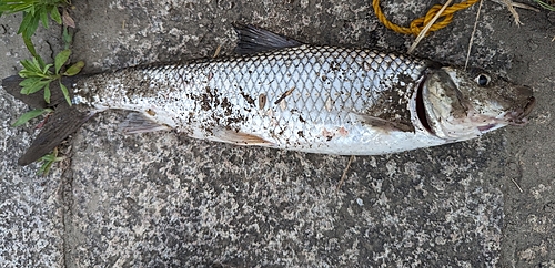 ニゴイの釣果