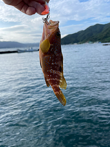 アコウの釣果