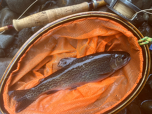 ニジマスの釣果