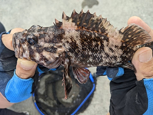 オウゴンムラソイの釣果