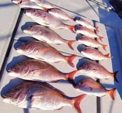 マダイの釣果