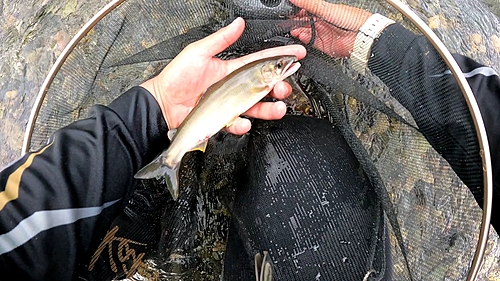 アユの釣果