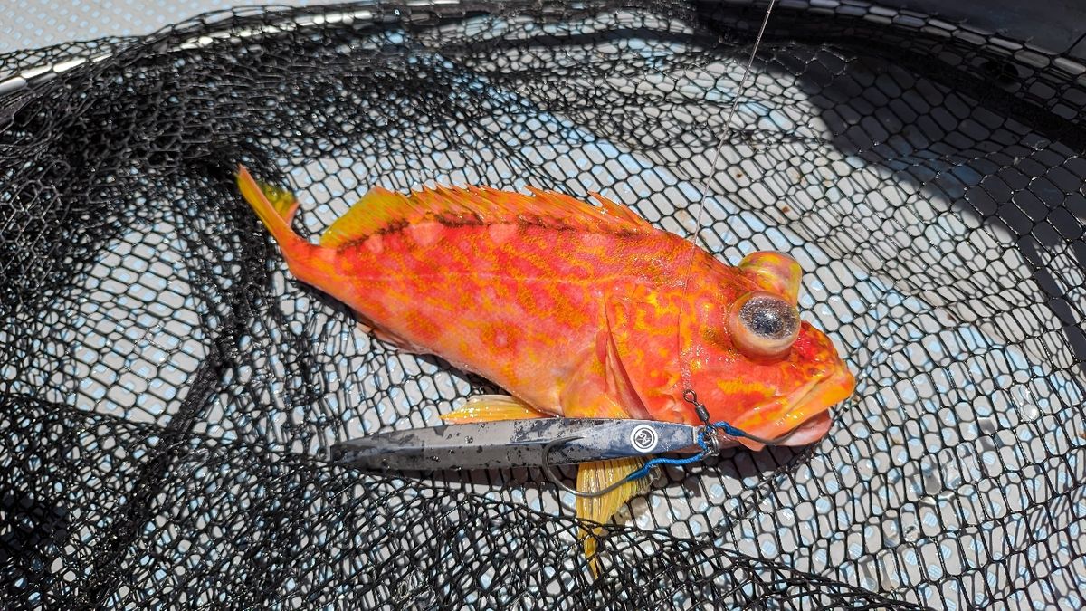 🎣みやもん🎣さんの釣果 3枚目の画像