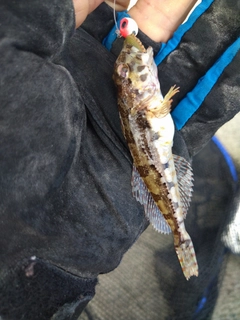 ニジカジカの釣果