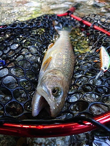 イワナの釣果