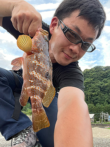 キジハタの釣果