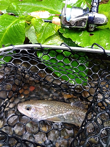 イワナの釣果