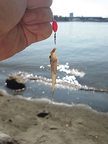 マハゼの釣果