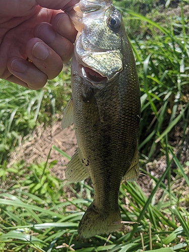 ラージマウスバスの釣果