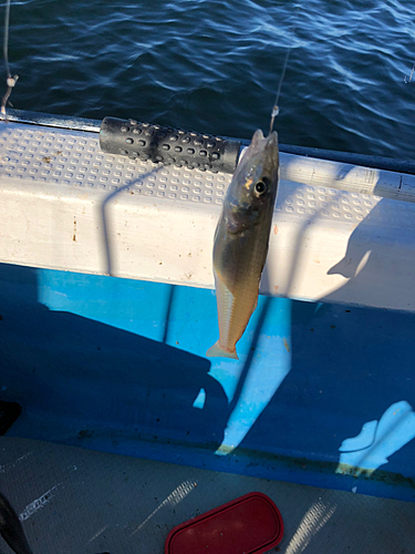 キスの釣果