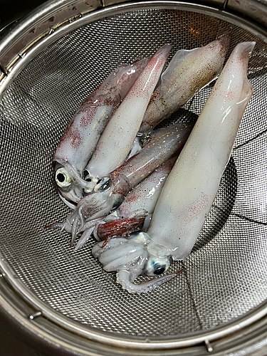 ケンサキイカの釣果