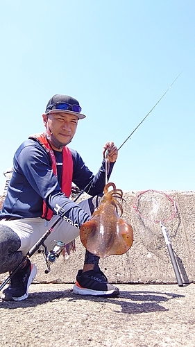 アオリイカの釣果