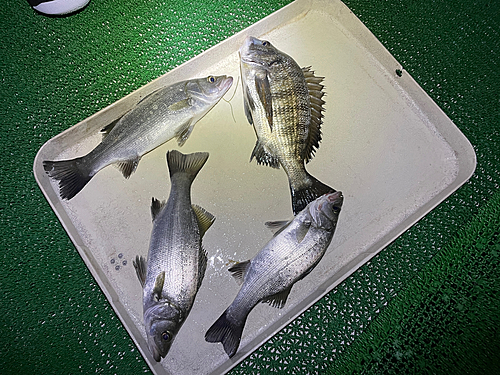 シーバスの釣果