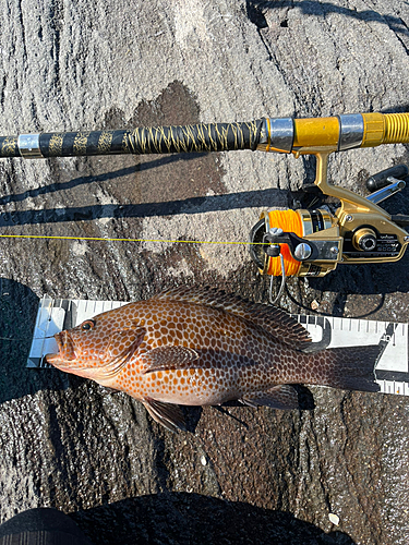 オオモンハタの釣果