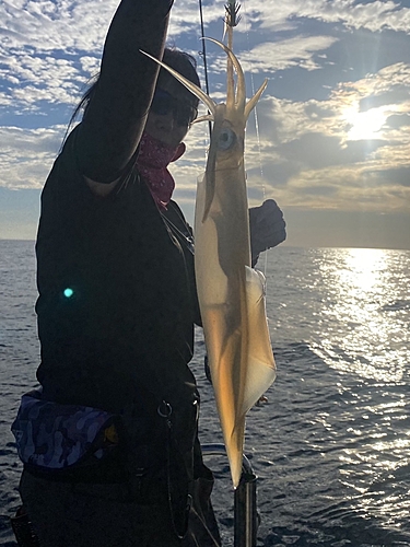 ケンサキイカの釣果