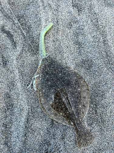 ヒラメの釣果