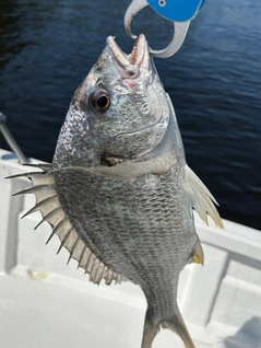 キビレの釣果