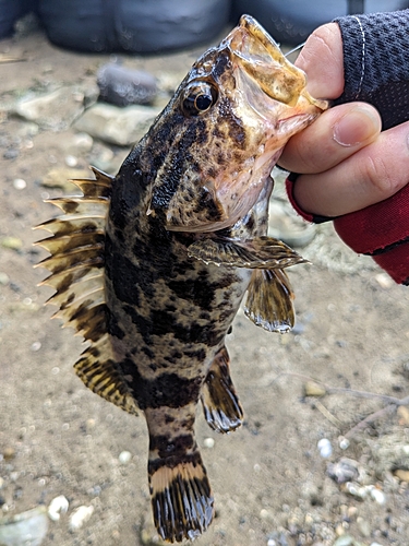 タケノコメバルの釣果