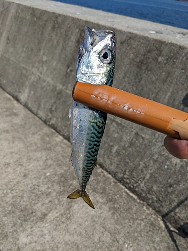 サバの釣果