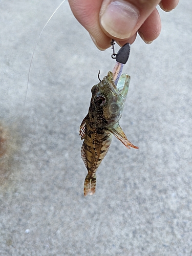 アナハゼの釣果