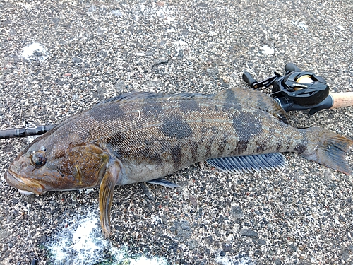 アイナメの釣果