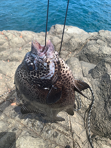 イシガキダイの釣果