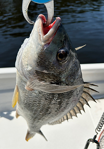 キビレの釣果