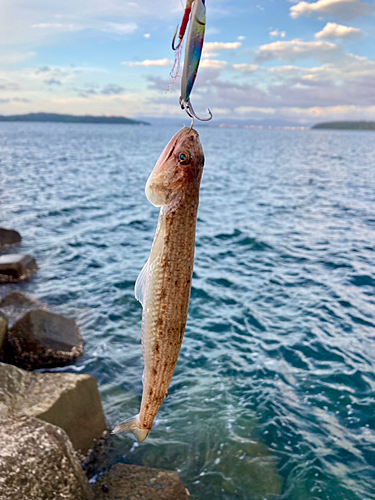 エソの釣果