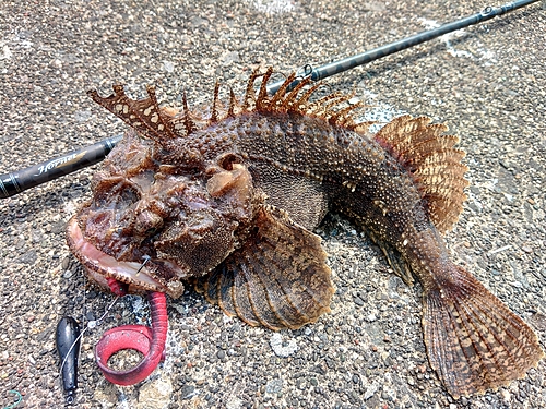 ケムシカジカの釣果