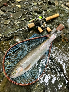 ニジマスの釣果