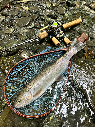 ニジマスの釣果