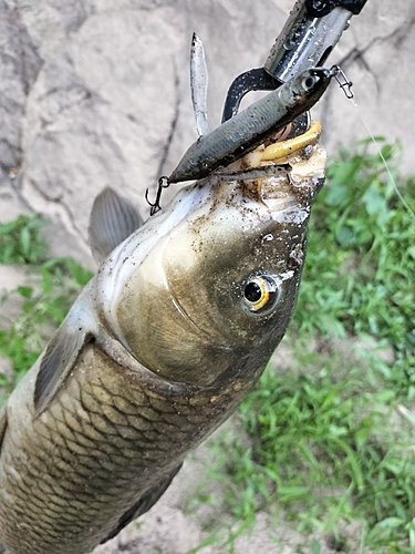 コイの釣果