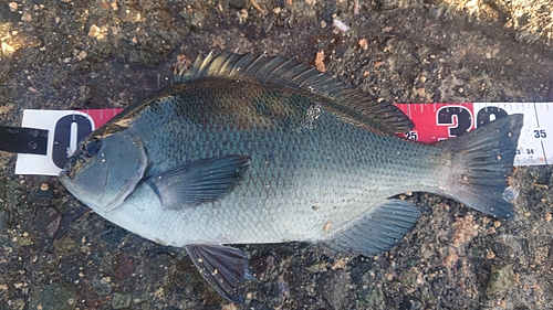 クチブトグレの釣果