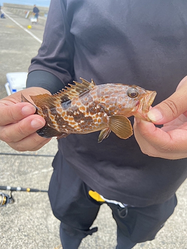 キジハタの釣果