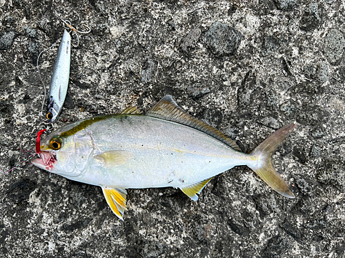 ネリゴの釣果