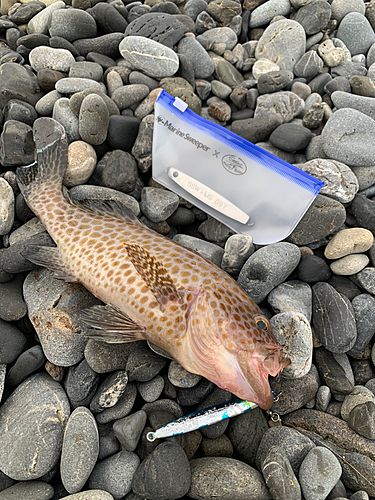 オオモンハタの釣果