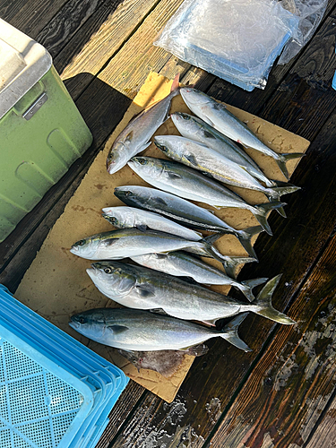 ブリの釣果