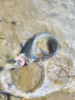 ナマズの釣果