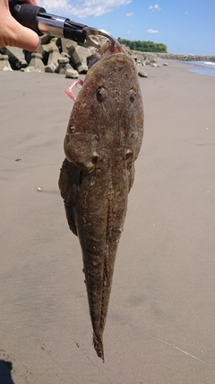 マゴチの釣果