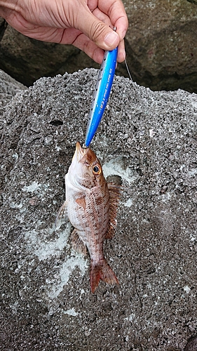 イトフエフキの釣果