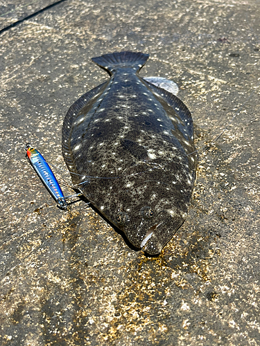 ソゲの釣果