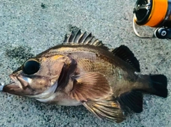 メバルの釣果