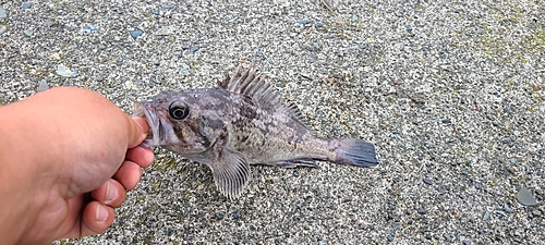 クロソイの釣果