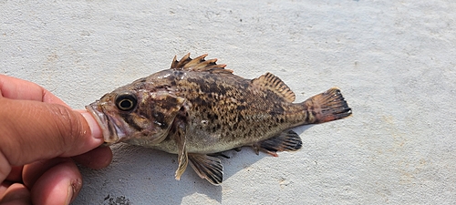 クロソイの釣果