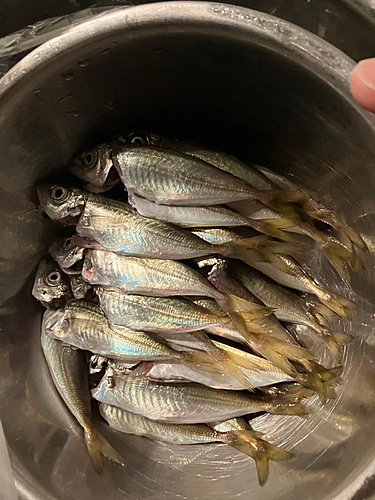 アジの釣果