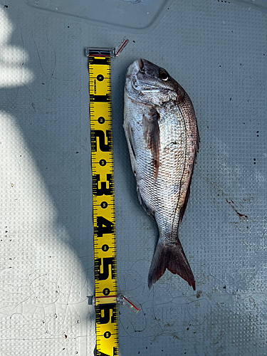 マダイの釣果