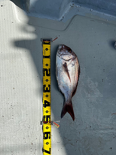 マダイの釣果