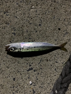 サバの釣果