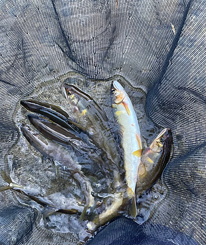 アユの釣果