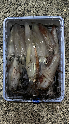 ケンサキイカの釣果